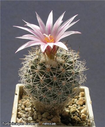 Turbinicarpus  saueri v  nelissae Lira FG