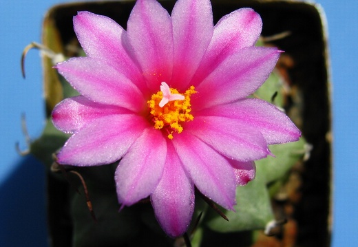 Turbinicarpus alonsoi 002 (1902 відвідувань) Turbinicarpus alonsoi 002