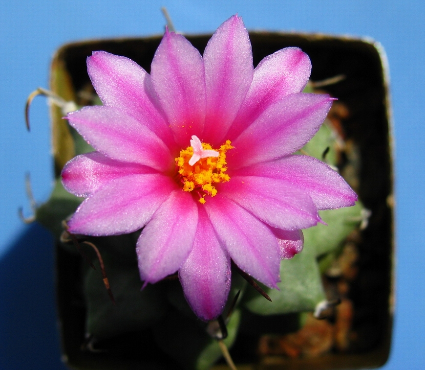 Turbinicarpus alonsoi 002