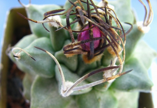 Turbinicarpus alonsoi bud (1469 відвідувань) Turbinicarpus alonsoi bud