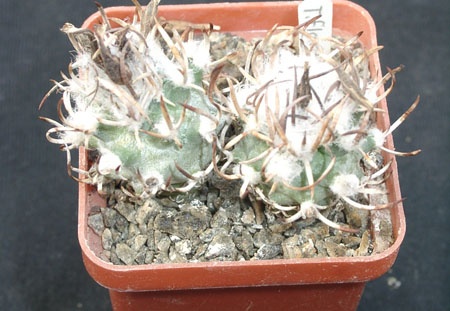 Turbinicarpus flaviflorus (2211 відвідувань) Фото и растения Ивановой Елены (Киев) Turbinicarpus flaviflorus