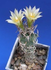 Turbinicarpus flaviflorus Lira