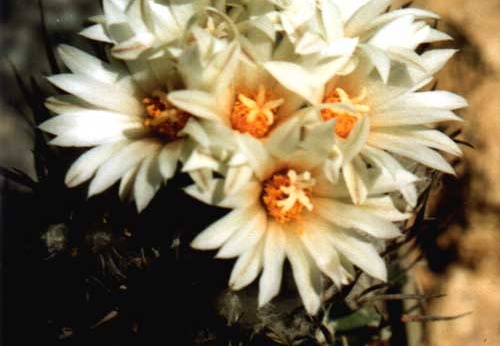 Turbinicarpus gracilis (2593 відвідувань) Фото и растение Арлена Александровича Буренкова (Киев... Turbinicarpus gracilis