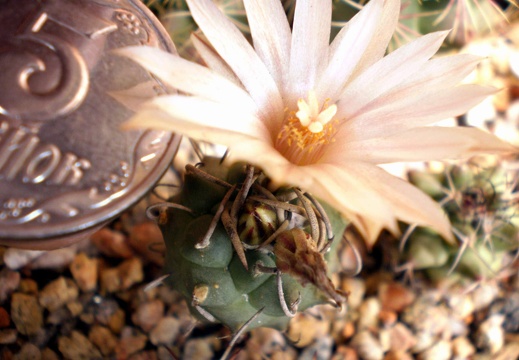 Turbinicarpus klinkerianus Kovtun FG (1464 відвідувань) Turbinicarpus klinkerianus Kovtun FG