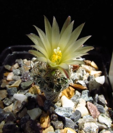 Turbinicarpus krainzianus v  minimus 001