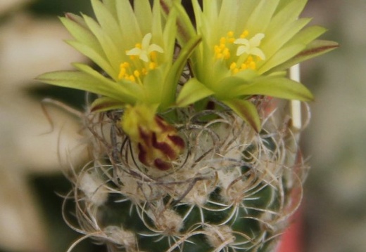 Turbinicarpus krainzianus v minimus 002 (1473 відвідувань) Turbinicarpus krainzianus v minimus 002