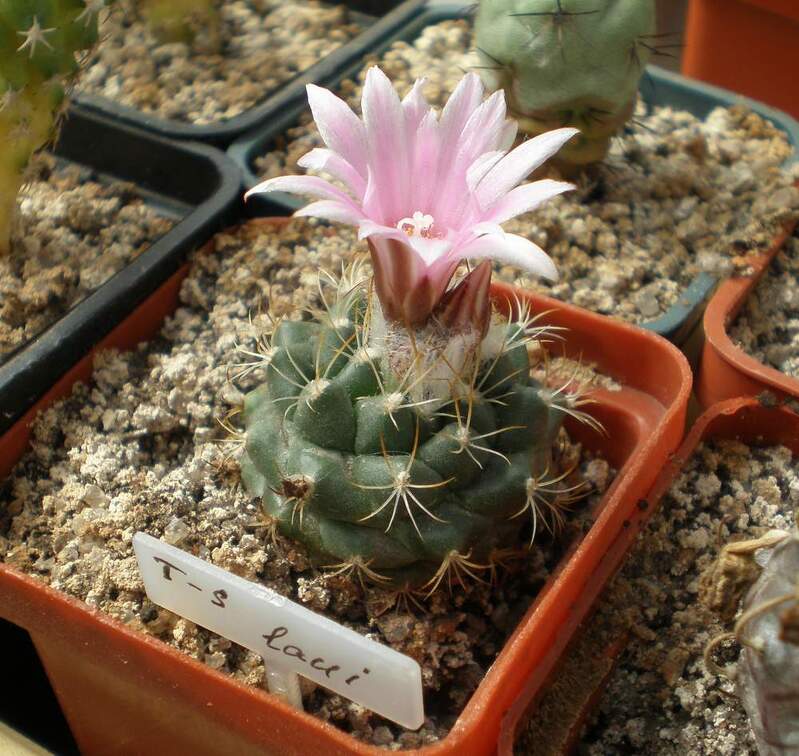 Turbinicarpus laui Tit