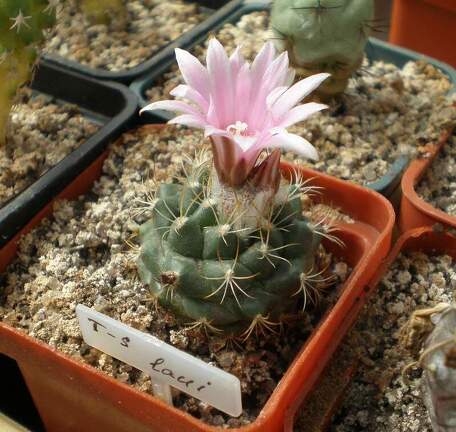 Turbinicarpus laui Tit