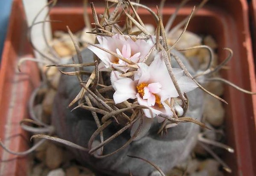 Turbinicarpus macrochele Ru FG (1496 відвідувань) Turbinicarpus macrochele Ru FG