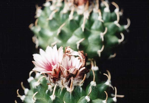 Turbinicarpus panarottoi (2556 відвідувань) Фото и растения Александра и Cергея Червинко (Винница)
... Turbinicarpus panarottoi