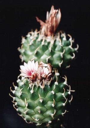Turbinicarpus panarottoi