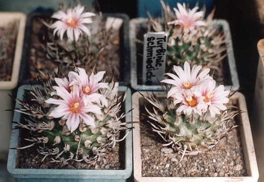 Turbinicarpus schmiedickeanus (2375 відвідувань) Фото и растение Александра и Cергея Червинко (Винница) Turbinicarpus schmiedickeanus