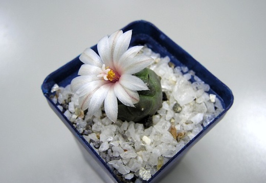 Turbinicarpus schwarzii (1601 відвідувань) Turbinicarpus schwarzii