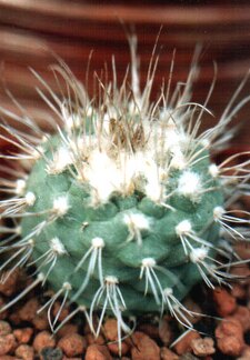Turbinicarpus hoferi