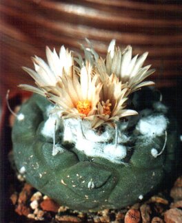 Turbinicarpus jauernigii