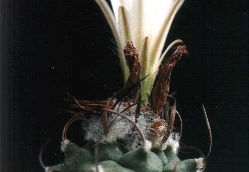 Turbinicarpus lilinkeuiduus (2281 відвідувань) Фото и растение Юрия Пикуля (Киев) Turbinicarpus lilinkeuiduus