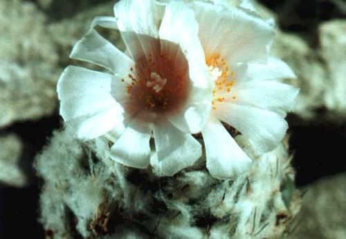 Turbinicarpus lophophoroides (2117 відвідувань) Фото и растение Арлена Александровича Буренкова (Киев... Turbinicarpus lophophoroides