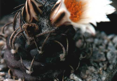 Turbinicarpus macrochele (2155 відвідувань) Фото и растение Юрия Пикуля (Киев) Turbinicarpus macrochele