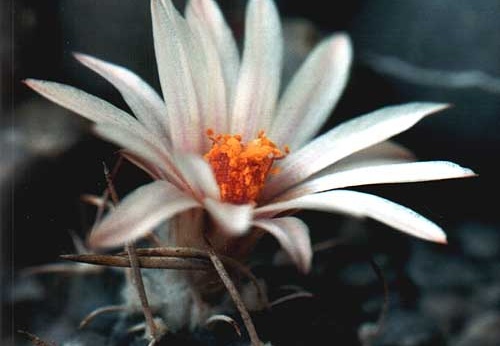 Turbinicarpus bonatzii (2471 відвідувань) Фото и растение Юрия Пикуля (Киев) Turbinicarpus bonatzii