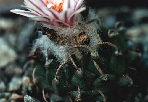 Turbinicarpus panarottoi (2335 відвідувань) Фото и растение Юрия Пикуля (Киев) Turbinicarpus panarottoi