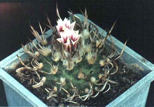 Turbinicarpus schmiedickeanus (2192 відвідувань) Фото и растение Александра и Сергея Червинко (Винница) Turbinicarpus schmiedickeanus