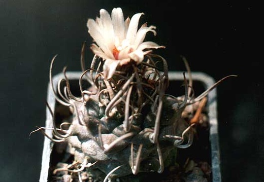 Turbinicarpus schmiedickeanus (2087 відвідувань) Фото и растение Ивановой Елены (Киев) Turbinicarpus schmiedickeanus
