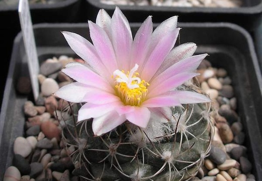 turbinicarpus laui Ru FG (1920 відвідувань) turbinicarpus laui Ru FG