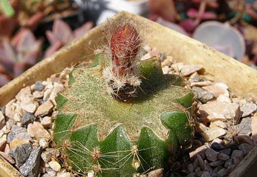 Uebelmannia buiningii (2163 відвідувань) Uebelmannia buiningii