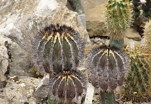 Uebelmannia pectinifera (2085 відвідувань) Uebelmannia pectinifera