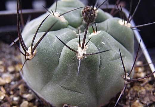 Weingartia neumanniana (2174 відвідувань) Weingartia neumanniana