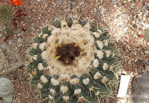 Wigginsia leucocarpa (2407 відвідувань, Рейтинг 4.38) Wigginsia leucocarpa