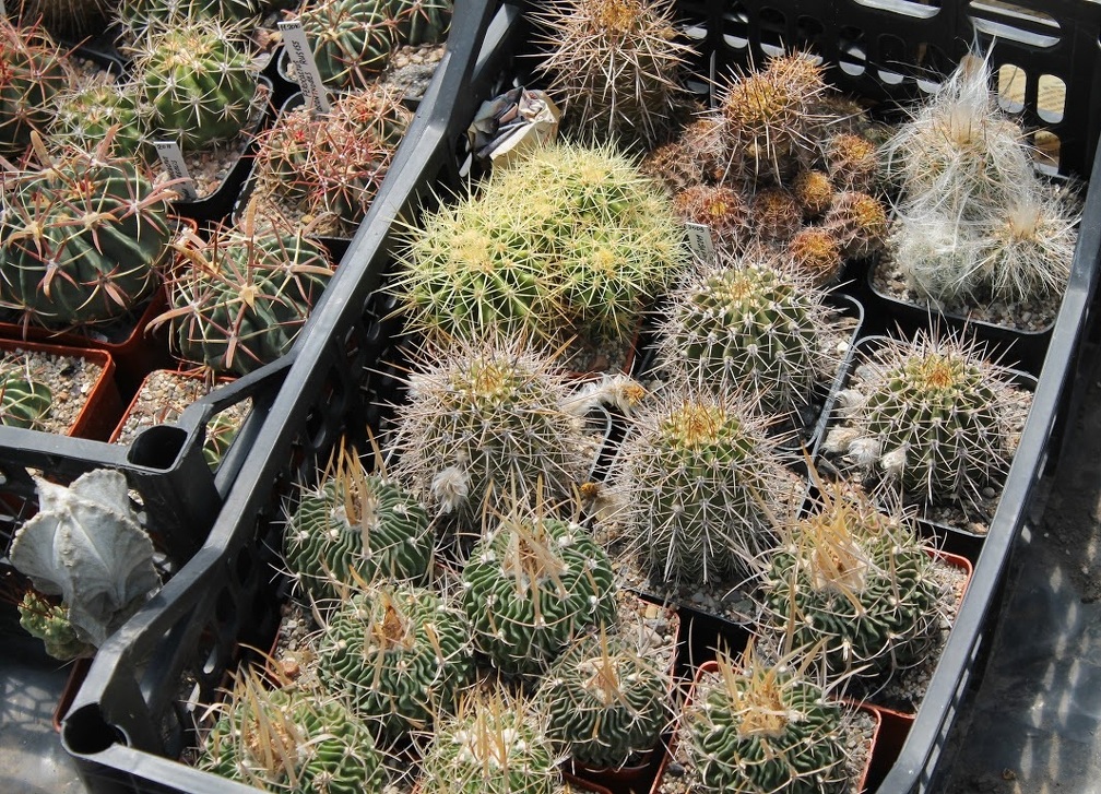 Коллекция Дмитрия Самогородского (г. Кременчуг)