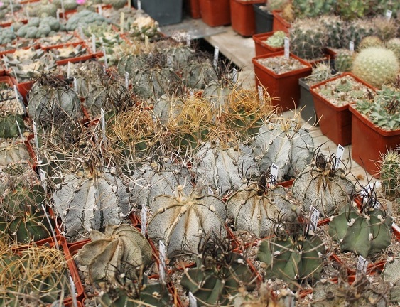 Коллекция Дмитрия Самогородского (г. Кременчуг)