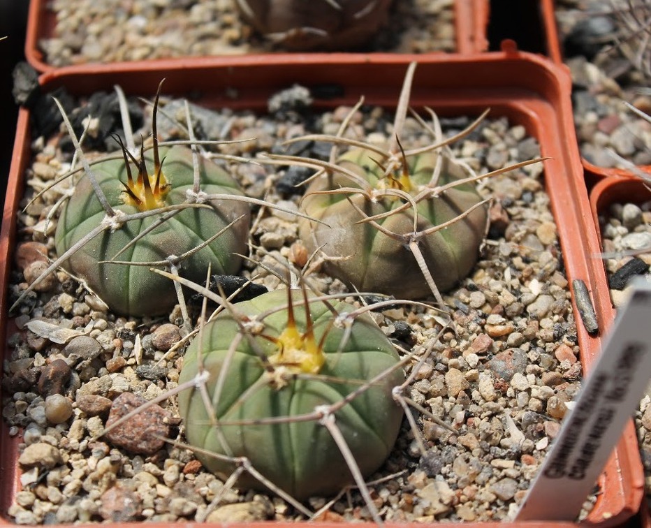 Коллекция Дмитрия Самогородского (г. Кременчуг)