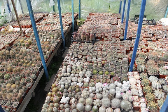 Коллекция Дмитрия Самогородского (г. Кременчуг)