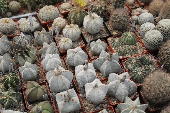 Коллекция Дмитрия Самогородского (г. Кременчуг)