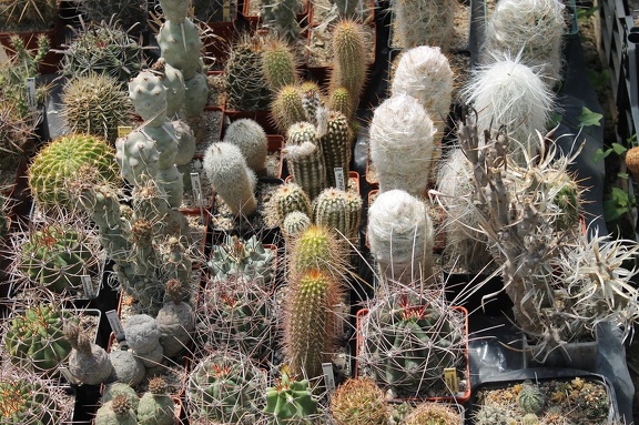 Коллекция Дмитрия Самогородского (г. Кременчуг)