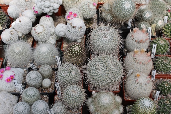 Коллекция Дмитрия Самогородского (г. Кременчуг)