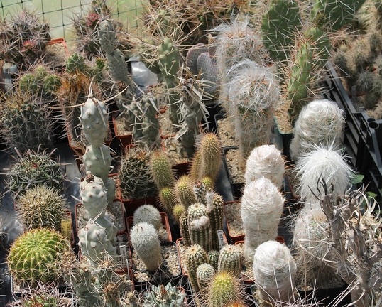 Коллекция Дмитрия Самогородского (г. Кременчуг)