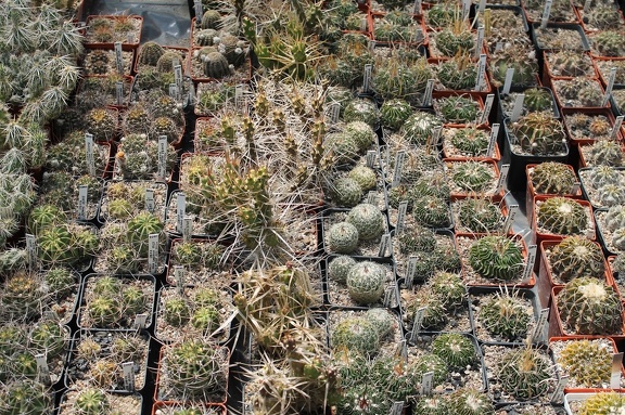 Коллекция Дмитрия Самогородского (г. Кременчуг)