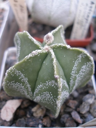 Коллекция А.Д. Балабащенко (Одесса)