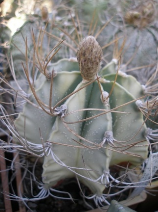 Коллекция А.Д. Балабащенко (Одесса)