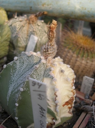 Коллекция А.Д. Балабащенко (Одесса)