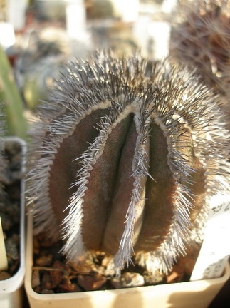 Коллекция А.Д. Балабащенко (Одесса)