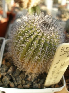 Коллекция А.Д. Балабащенко (Одесса)