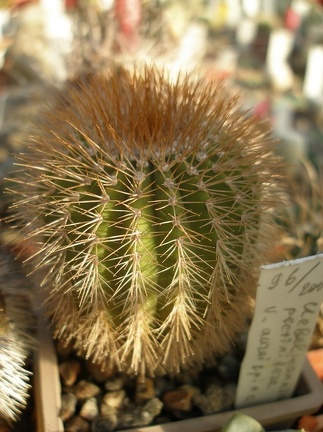 Коллекция А.Д. Балабащенко (Одесса)