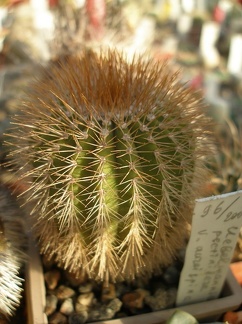 Коллекция А.Д. Балабащенко (Одесса)