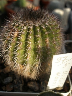 Коллекция А.Д. Балабащенко (Одесса)