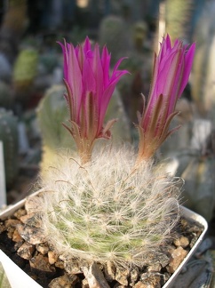 Коллекция А.Д. Балабащенко (Одесса)