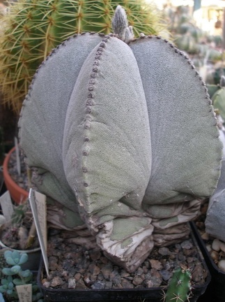 Коллекция А.Д. Балабащенко (Одесса)